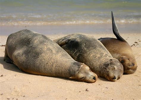 Quality Family Time | A family of seals takes an afternoon n… | Flickr