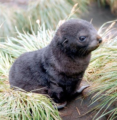 Cape Fur Seal – "OCEAN TREASURES" Memorial Library