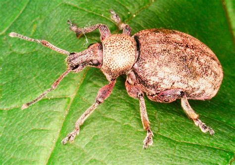 Empire State Farming: New Alfalfa from Cornell University Combats Pests