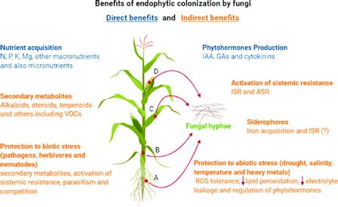 Benefits provided to plants by endophytic colonisation with fungi.... | Download Scientific Diagram