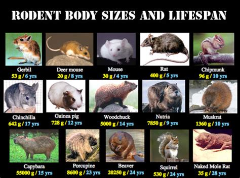 Rodent Chart: A Visual Reference of Charts | Chart Master