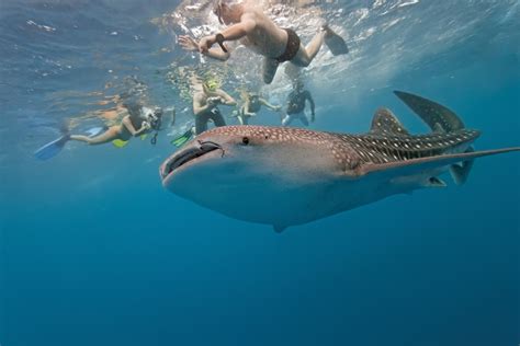 Man Filmed Riding World's Biggest Shark in Tourism Stunt - Newsweek