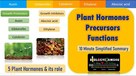 Phytohormones For Plant Growth Selling Clearance | dgtcom.com.br