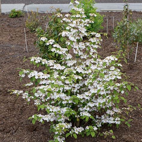 Viburnum Plicatum Kilimanjaro Sunrise in a 3L pot | YouGarden