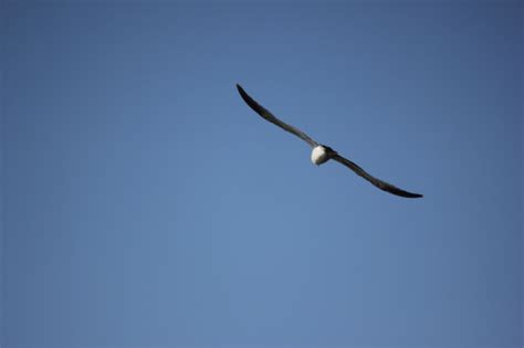 Flying Gull | Valley park, Lagoon, Beautiful