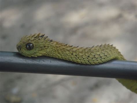 Rough-scaled Bush Viper (Atheris Hispida) | Cute snake, Cute animals, Snake