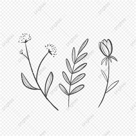 Three Simple Lined Leaves And Flowers, Drawing, Nature, Leaf PNG Transparent Clipart Image and ...