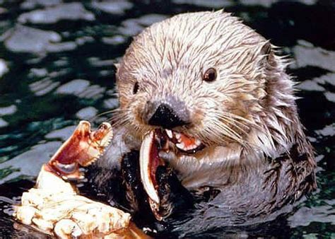 Otter attack | Beasts of Burden... | Pinterest