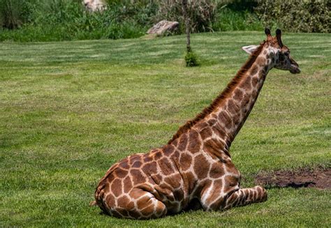 Free stock photo of animals, giraffe, long neck