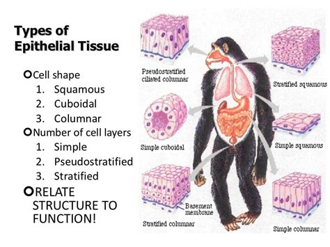 Presentation03 - Plant and Animal Tissues