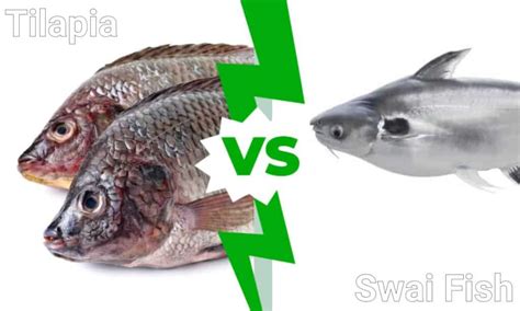 Swai Fish vs Tilapia - A-Z Animals