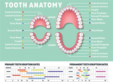 How many teeth do humans have? Kids v adult teeth. | Mouthpower.org