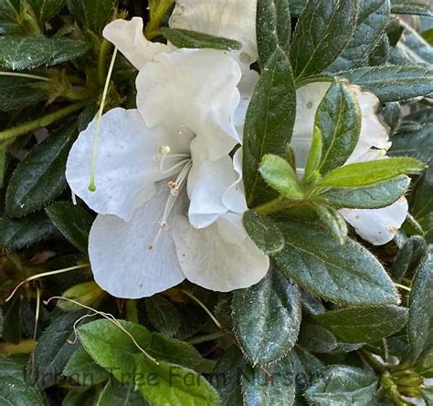 Azalea, Encore 'Autumn Ivory' | Urban Tree Farm Nursery