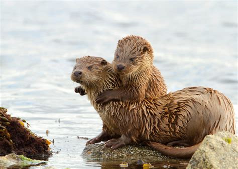 DG Wildlife by Dalia Kvedaraite and Giedrius Stakauskas | Shetland Islands