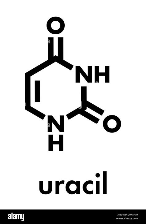 Uracil (U) nucleobase molecule. Present in ribonucleic acid (RNA). Skeletal formula Stock Vector ...