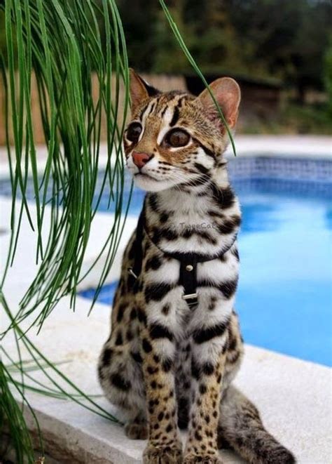 The Exotic Jungle Looks and Wild Ocelot cat - Cats In Care