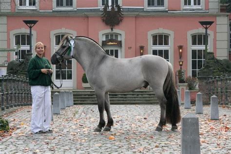 Pin på Nicely-colored horses