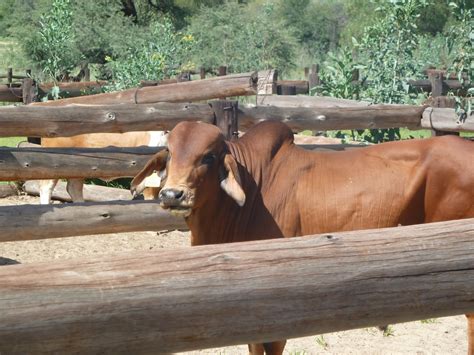 Nichole's Adventures in Namibia: Herero Home Visit