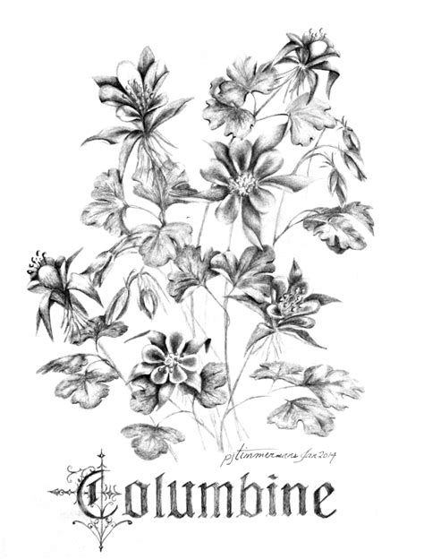 Columbine Flower Drawing at PaintingValley.com | Explore collection of Columbine Flower Drawing