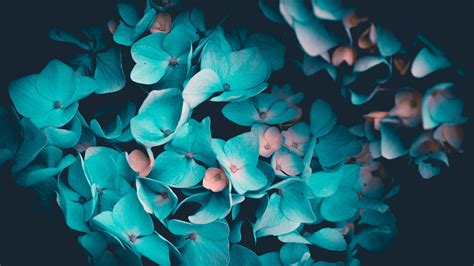 Teal Flower Wallpapers - 4k, HD Teal Flower Backgrounds on WallpaperBat