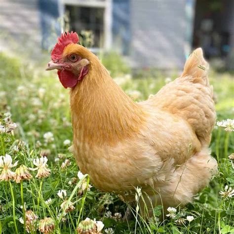 Top 8 Friendliest Chicken Breeds (Best Pet Chickens With Pictures)