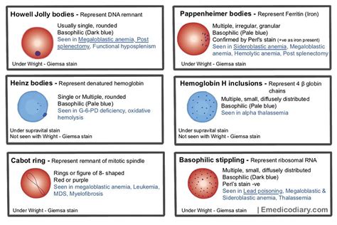 Inclusion bodies - Emedicodiary