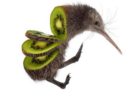 Quand la recherche de nuit du Kiwi, l'oiseau endémique de Nouvelle ...