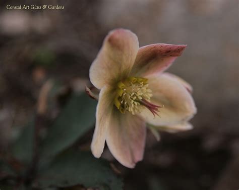 Conrad Art Glass & Gardens: Hellebores