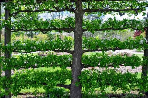 Pruning Apricot Trees: When, Why, and How - Minneopa Orchards