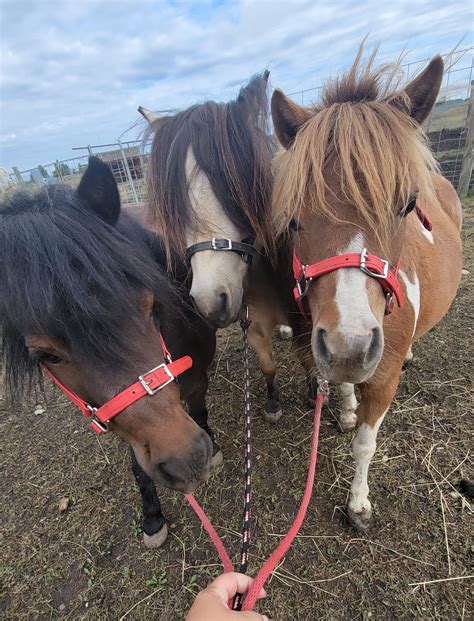 When Do Miniature Horses Stop Growing? - Miniature Horsemanship