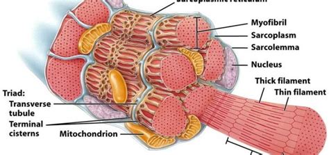 Function of t tubules