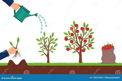 Growth of Apple Tree and Harvesting. Hand Plants a Sapling of Fruit ...