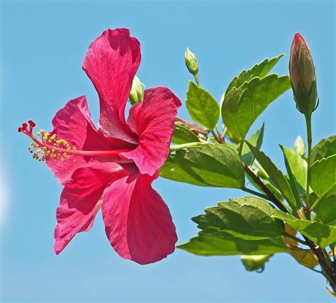 Hibiscus rosa-sinensis (Chinese Hibiscus) | North Carolina Extension Gardener Plant Toolbox