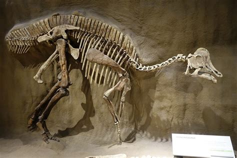 Dinosaur DNA and Proteins Identified in Fossils for the First Time ...