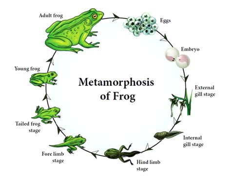 Frog: Reproductive System - W3schools