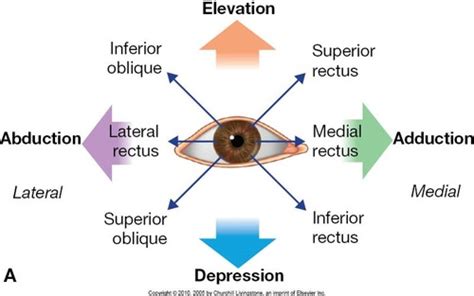 Extraocular Muscle Evaluation Flashcards | Quizlet