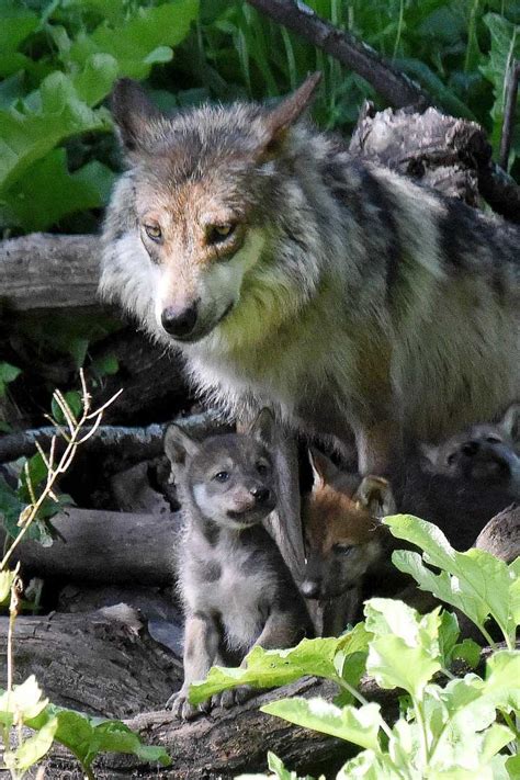 PHOTOS: Mexican Gray Wolf puppies | abc7chicago.com