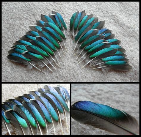 Eurasian Teal Duck Feathers by CabinetCuriosities on DeviantArt