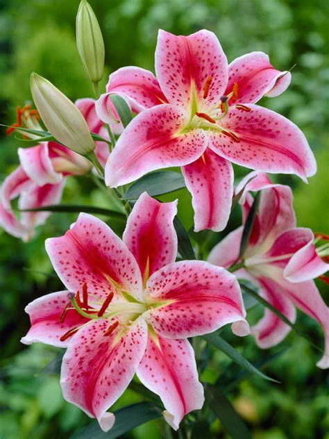 How to Grow & Care for 'Stargazer' Oriental Lily - The Spruce