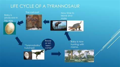 Lion Life Cycle Diagram | Images and Photos finder