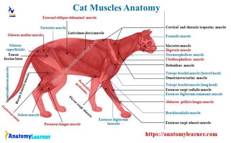 Cat Muscle Anatomy with Labeled Diagram » AnatomyLearner >> The Place ...