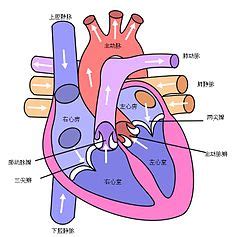 Category:Human heart cross-section - Wikimedia Commons