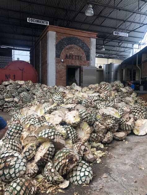 How Tequila Is Made: From Agave Field to Your Glass – Familia Kitchen