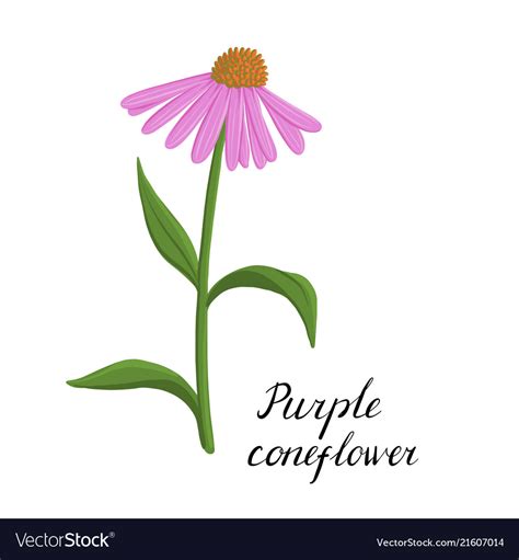 Drawing flower of echinacea Royalty Free Vector Image