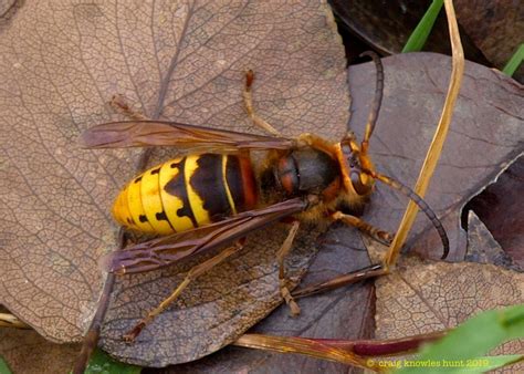 European Hornet Identified For The First Time In Vermont | Vermont Atlas of Life