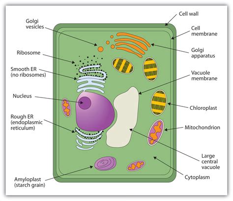 Simple Plant Cell Drawing at GetDrawings | Free download