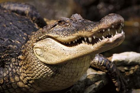 When A Jogger Runs Into A Crocodile In Karura Forest (Photos) - Naibuzz