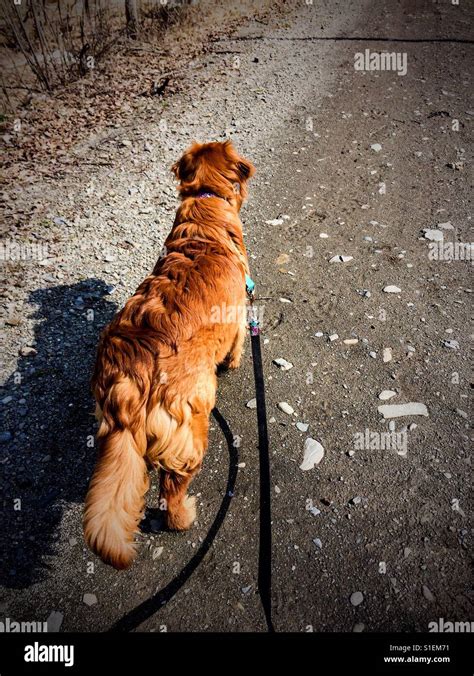 Going for a walk Stock Photo - Alamy