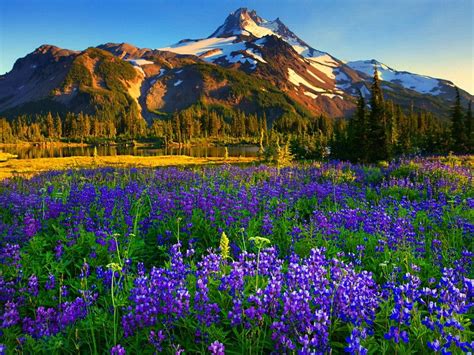 Flower: Fields Lupine Slopes America Meadow Jefferson Park Floral Oregon Mountain Sunny Flowers ...