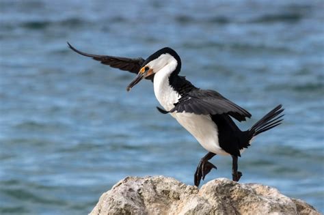 Australian pied cormorant by wildpainter - VIEWBUG.com